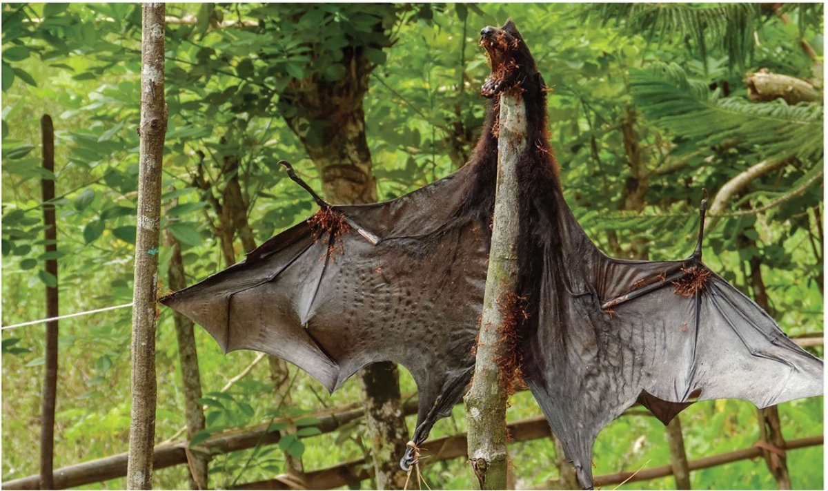 Giant Golden-crowned Flying Fox