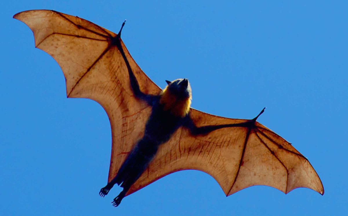 Гуамская летучая лисица