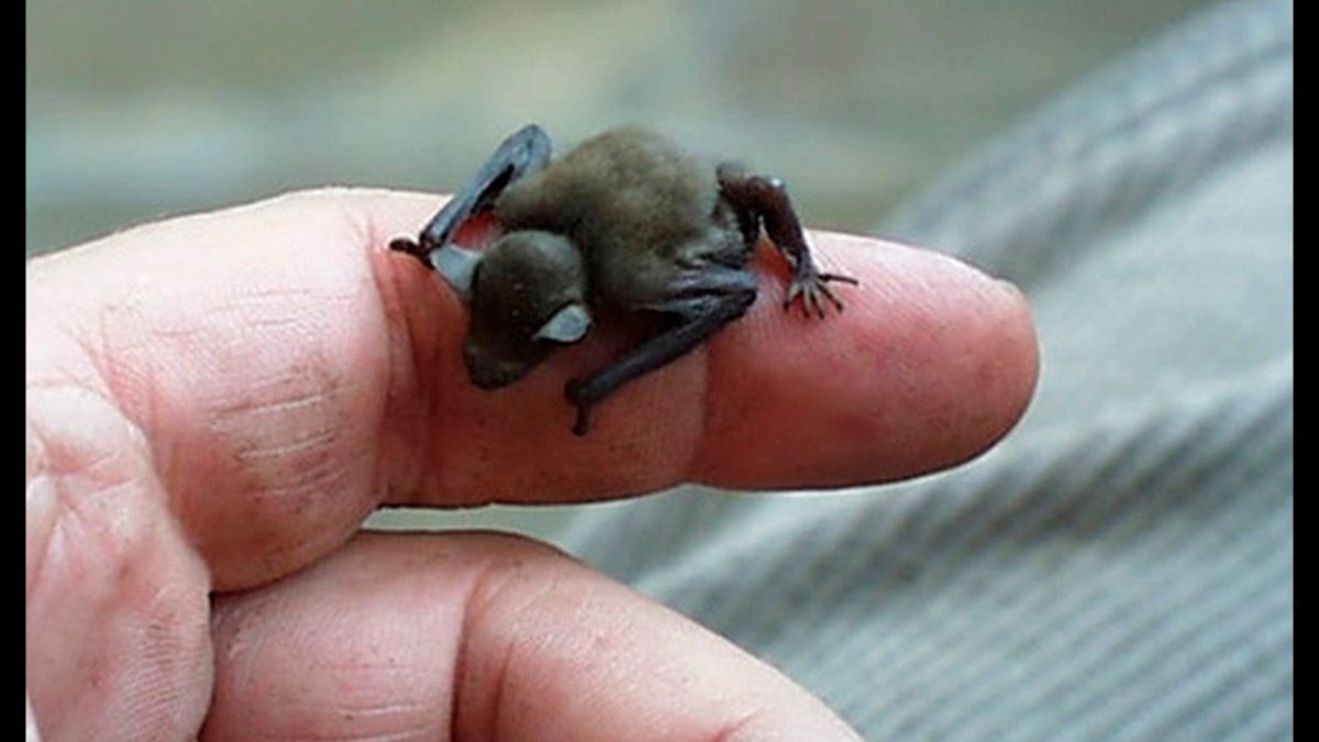 Свиноносая летучая мышь