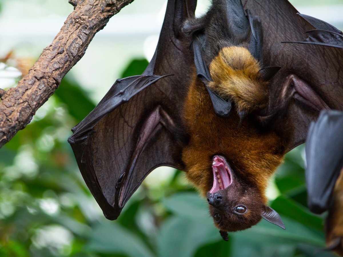 Новозеландская летучая мышь