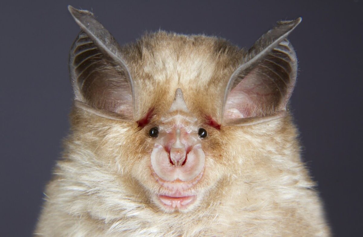 Летучая мышь подковонос