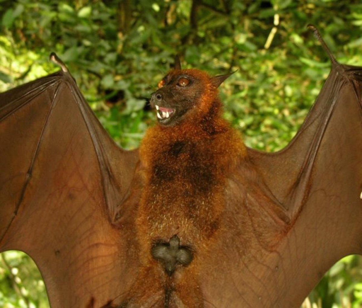 Крылан летучая лисица