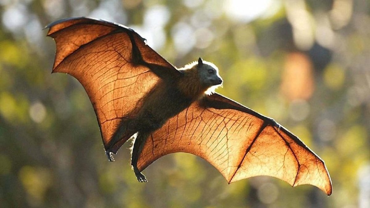 Летучая лисица Бисмарка