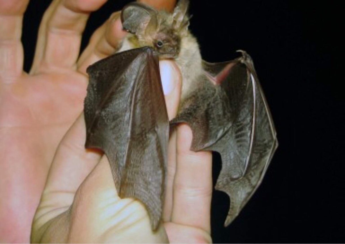 Ушан бурый – Plecotus auritus