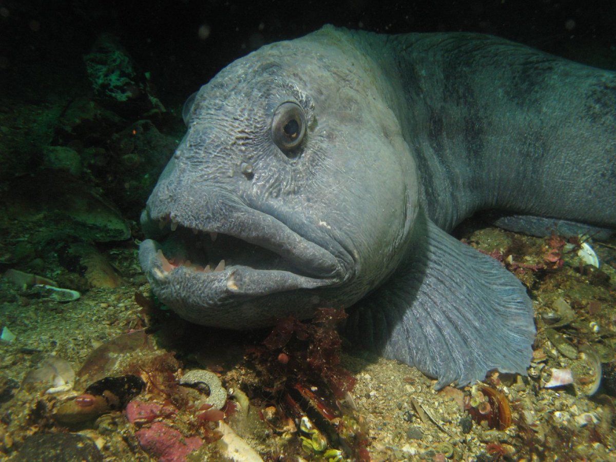 Роман Федорцов Рыбак из Мурманска