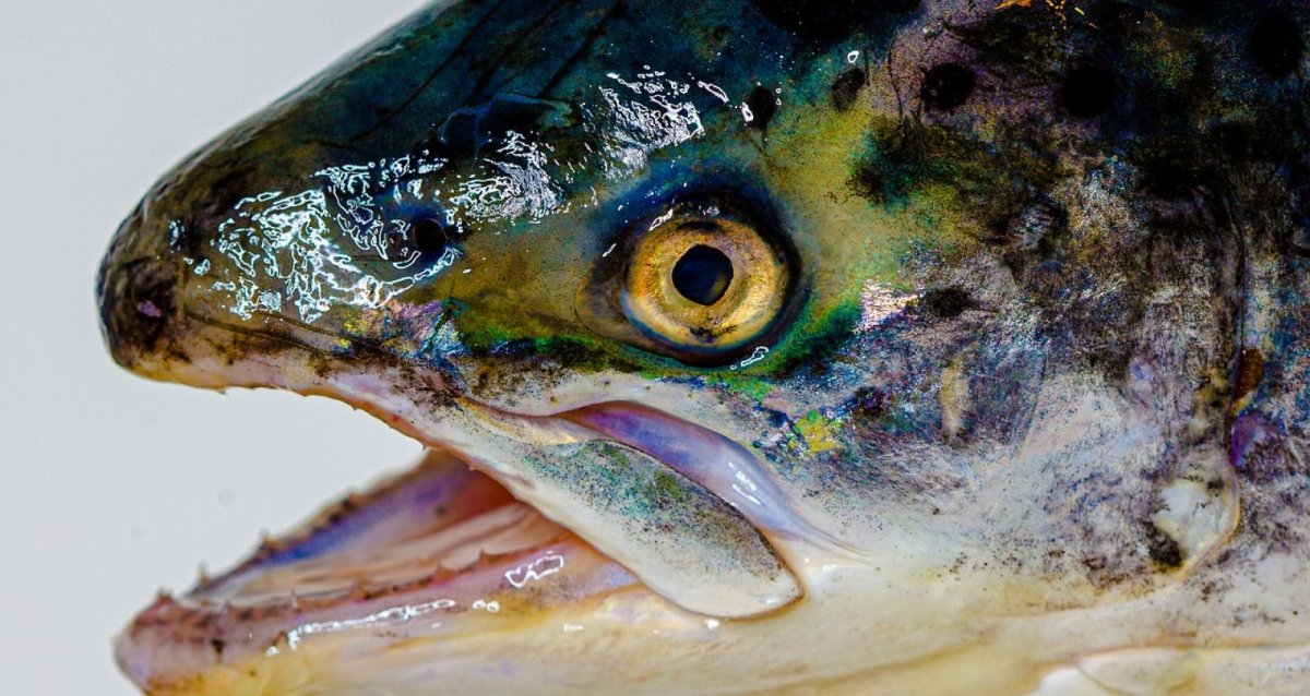 Рыба-капля (psychrolutes marcidus)