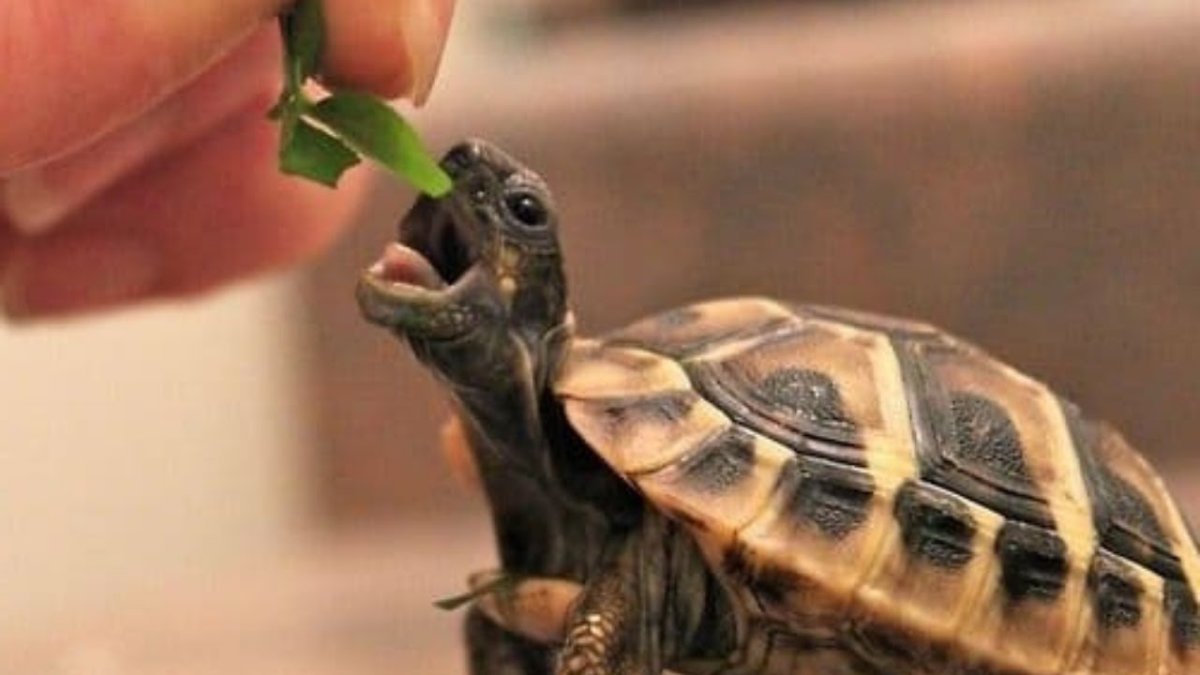 Смешная Каймановая черепаха