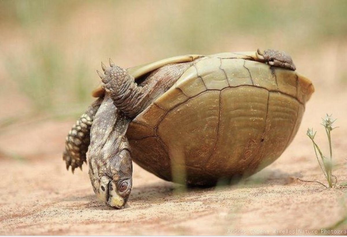 Домашний питомец черепаха