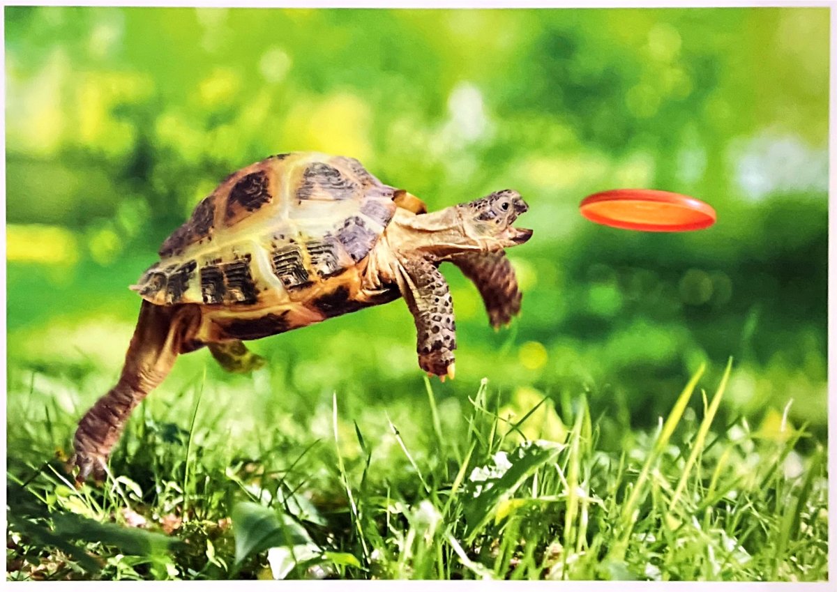 Морская черепаха милые