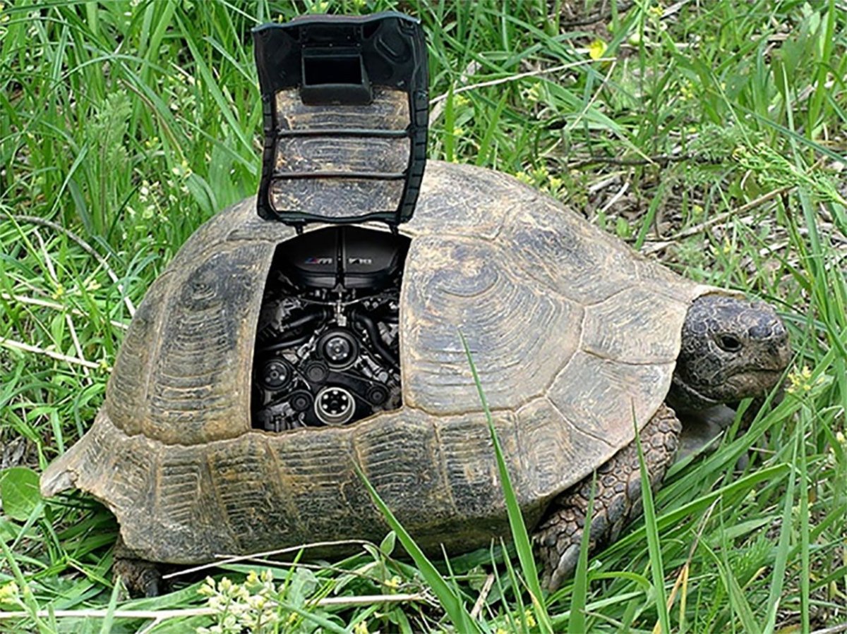 Морская черепаха маленькая