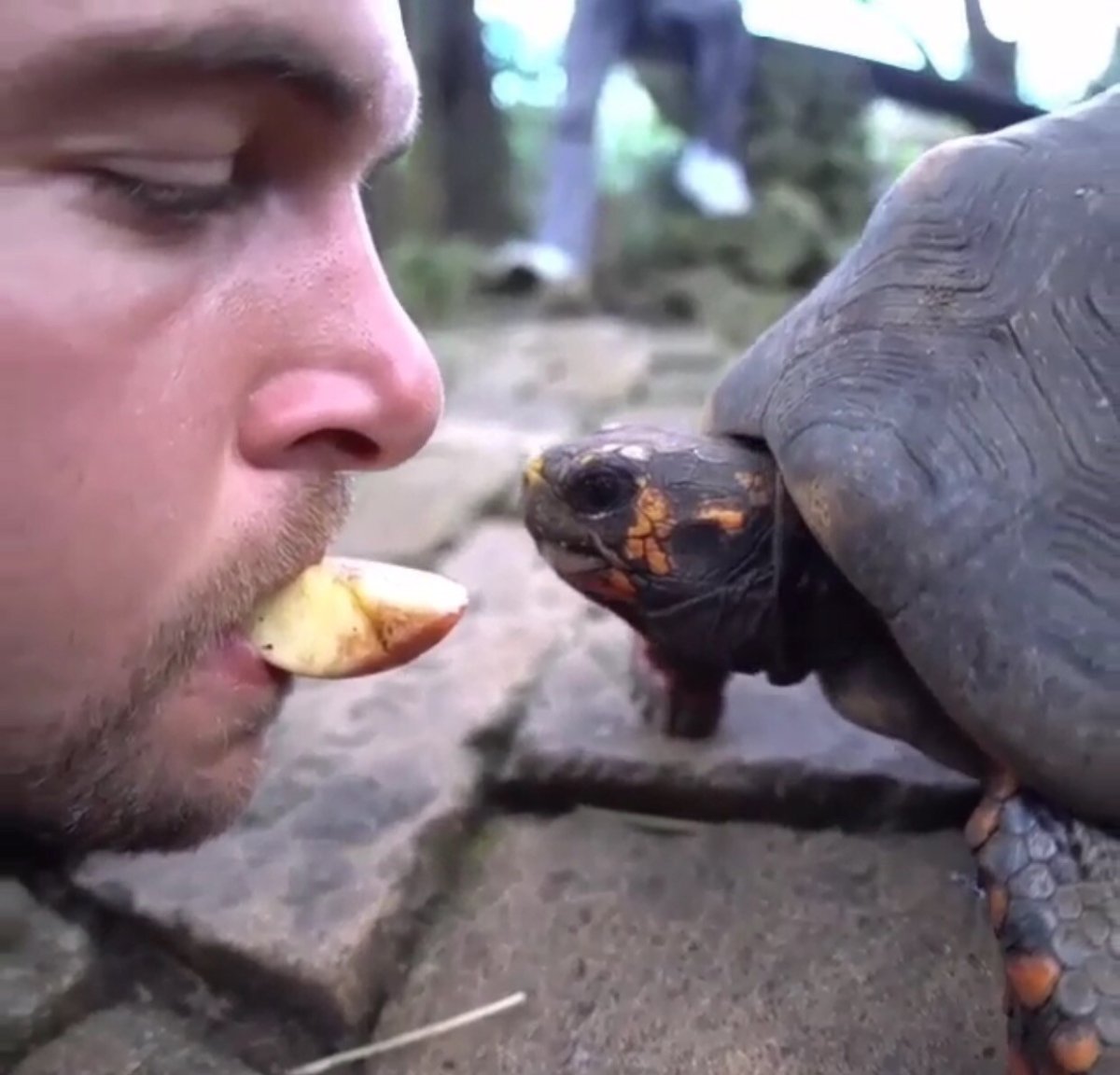 Черепаха улыбается