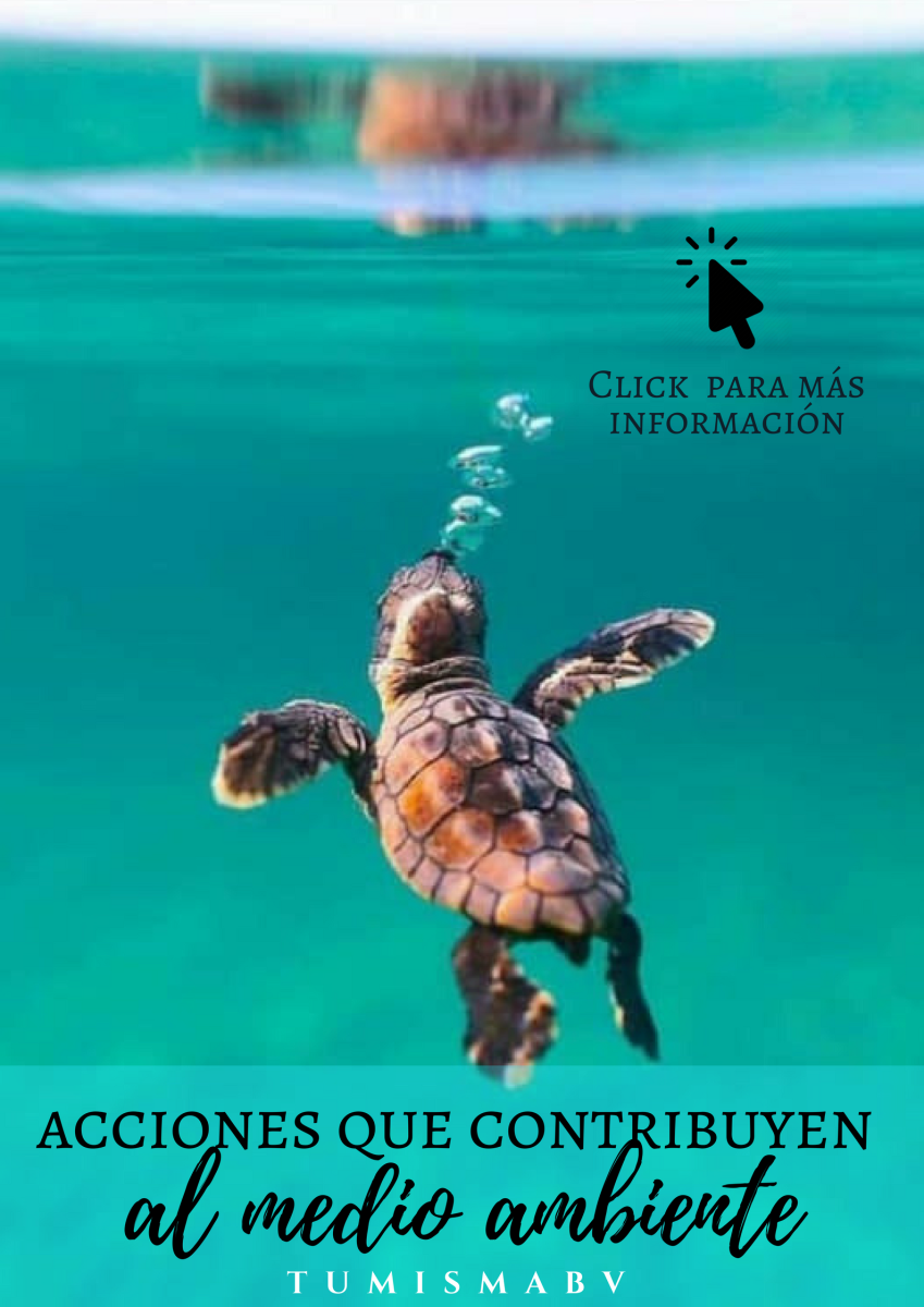 Смешные черепахи