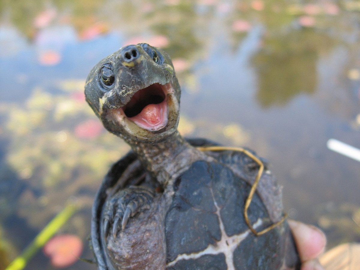 Aldabra giant Tortoise