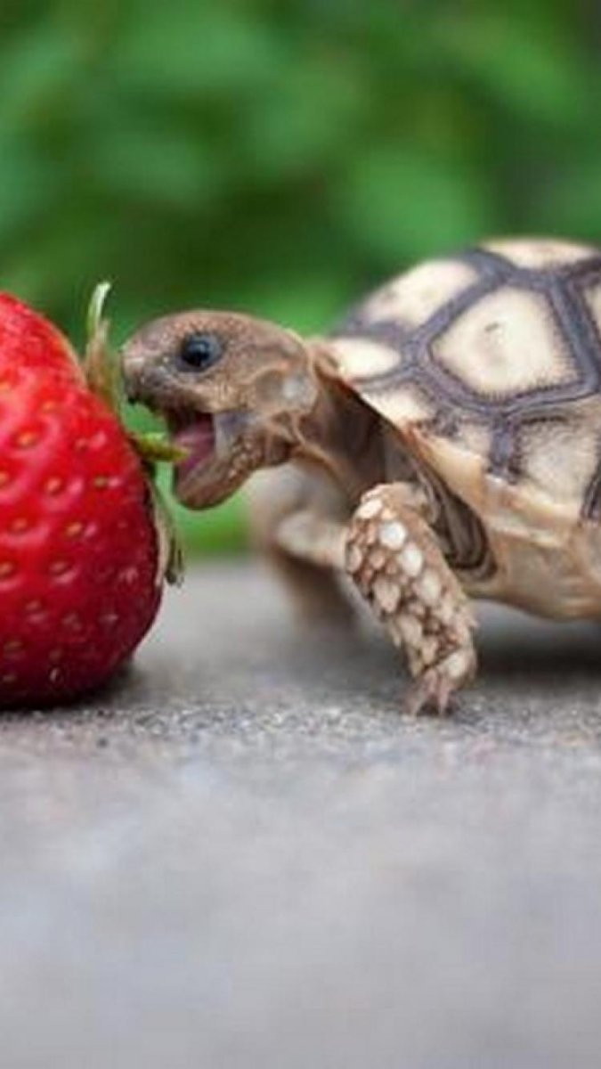 Смеющаяся черепаха фото