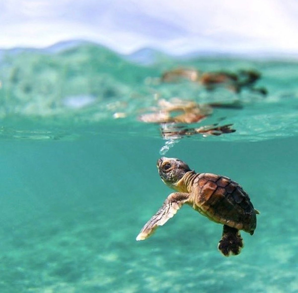 Красноухая черепаха маленькая