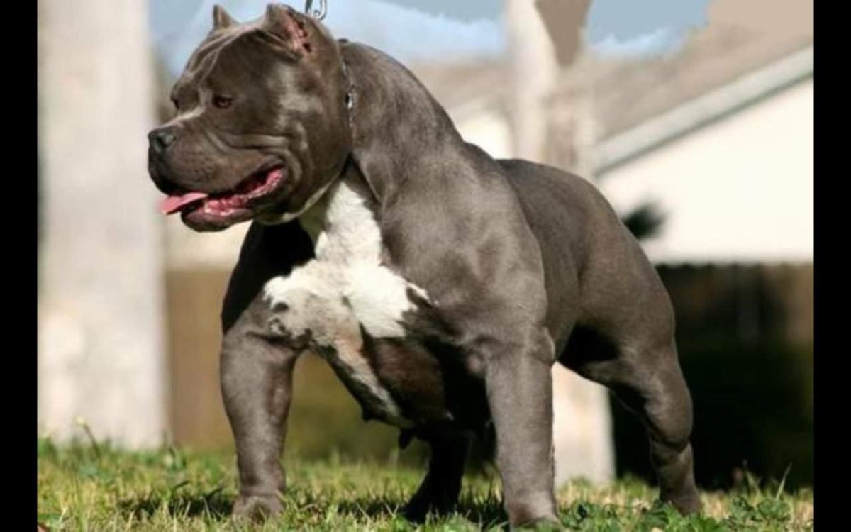 Стаффордширский терьер миостатин