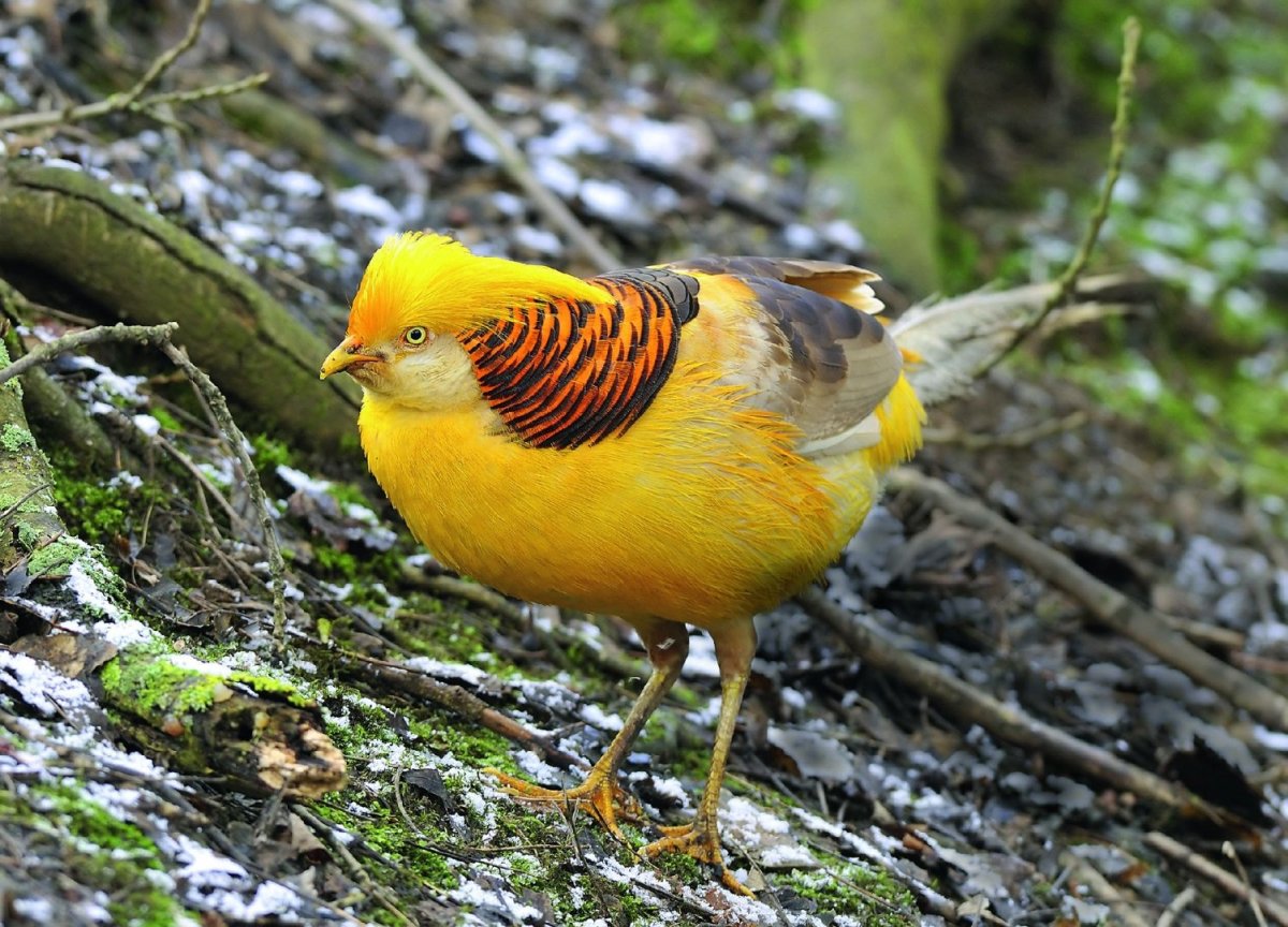 Золотой фазан