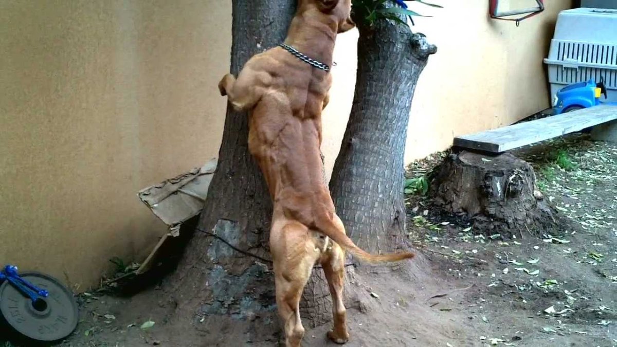 Американский булли циклон