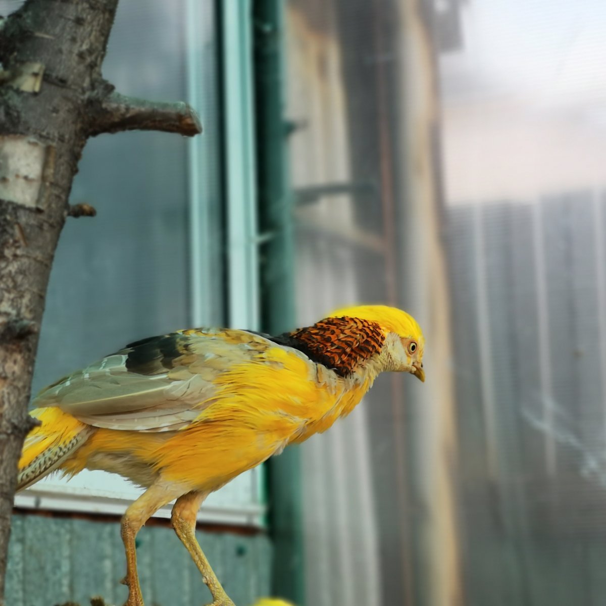 Фазан золотой лимонный