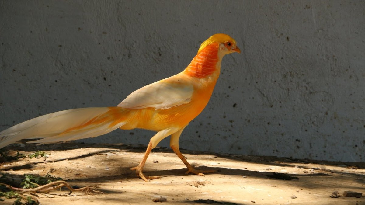 Фазан золотой лимонный