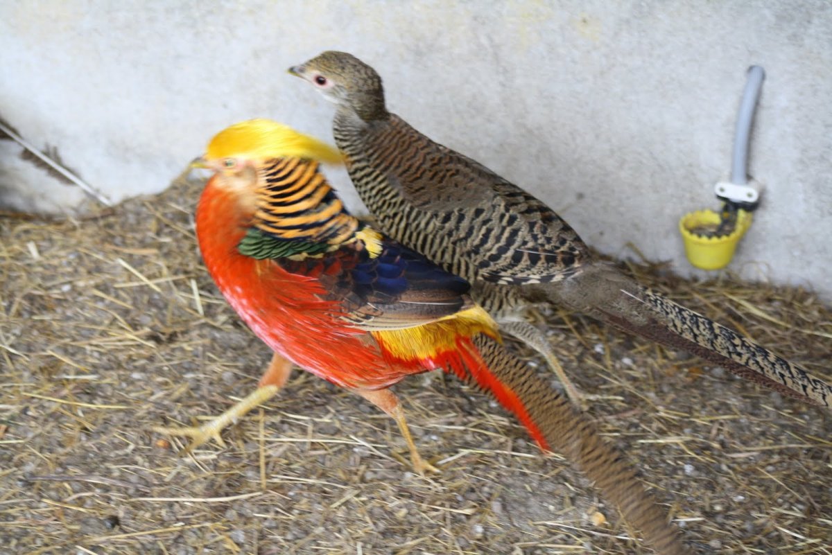 Лимонный фазан самка