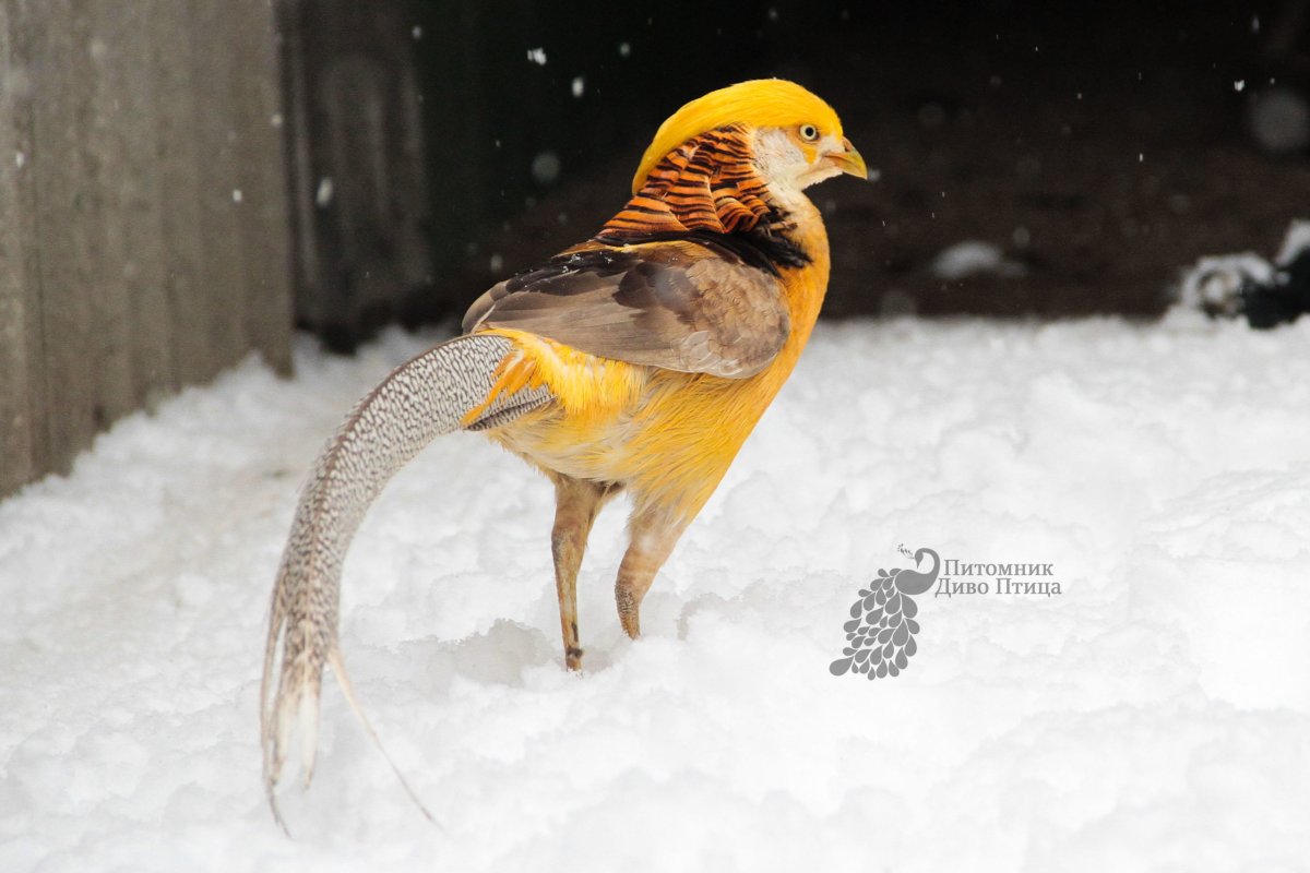 Лимонный фазан самка