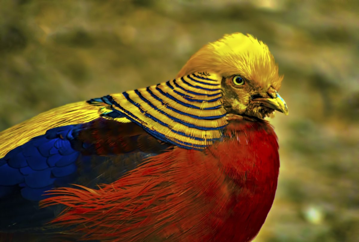 Лимонный фазан