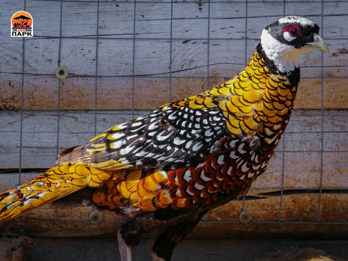 Гибрид цесарки и павлина