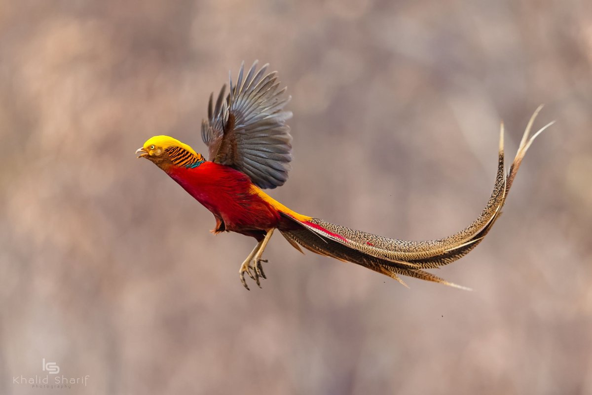 Фазан в зоопарке