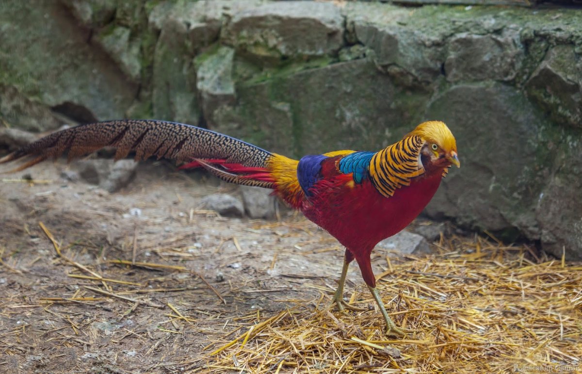 Золотоголовый фазан