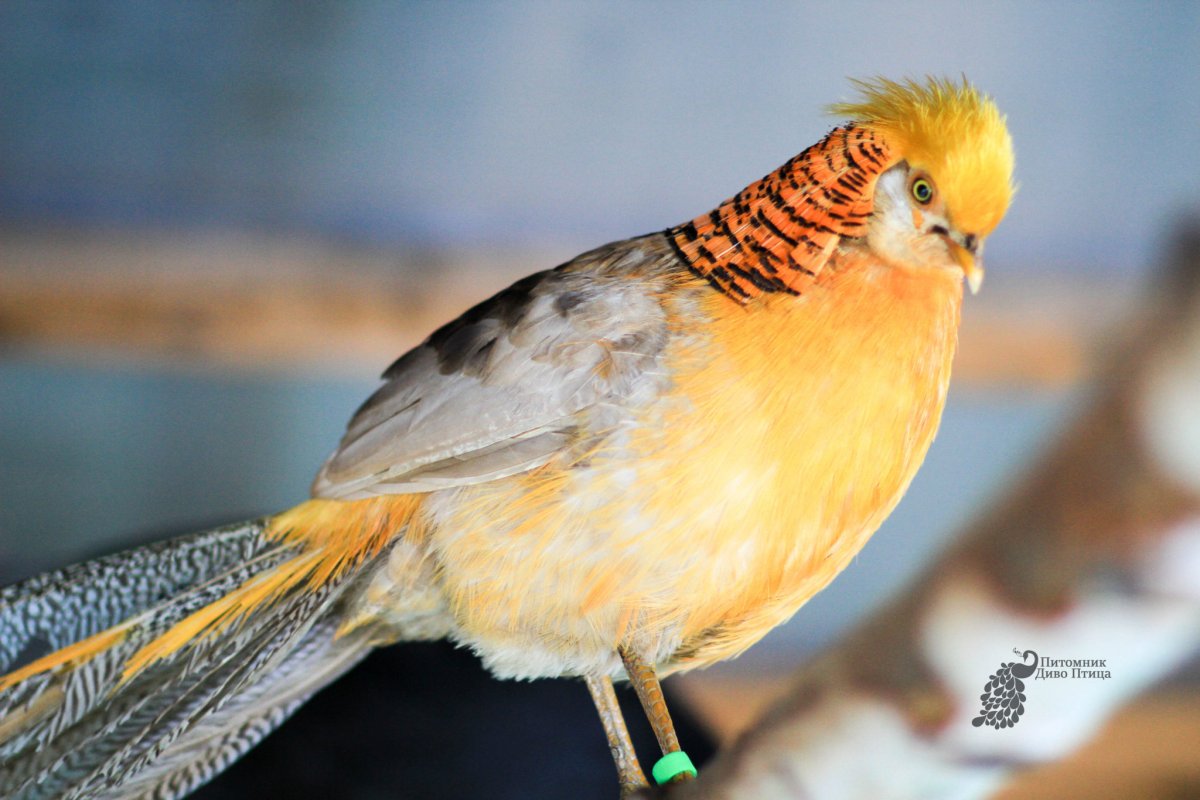 Золотой фазан птица