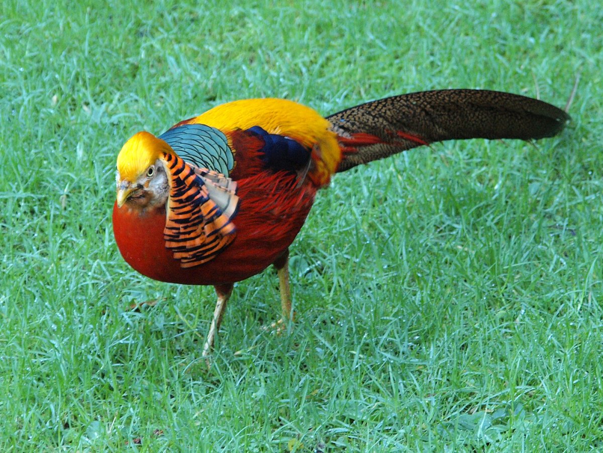 Золотой фазан птица