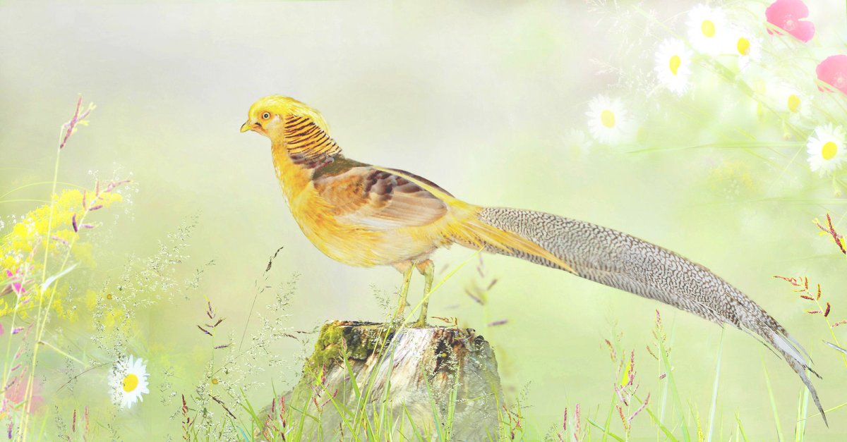 Оранжевый фазан