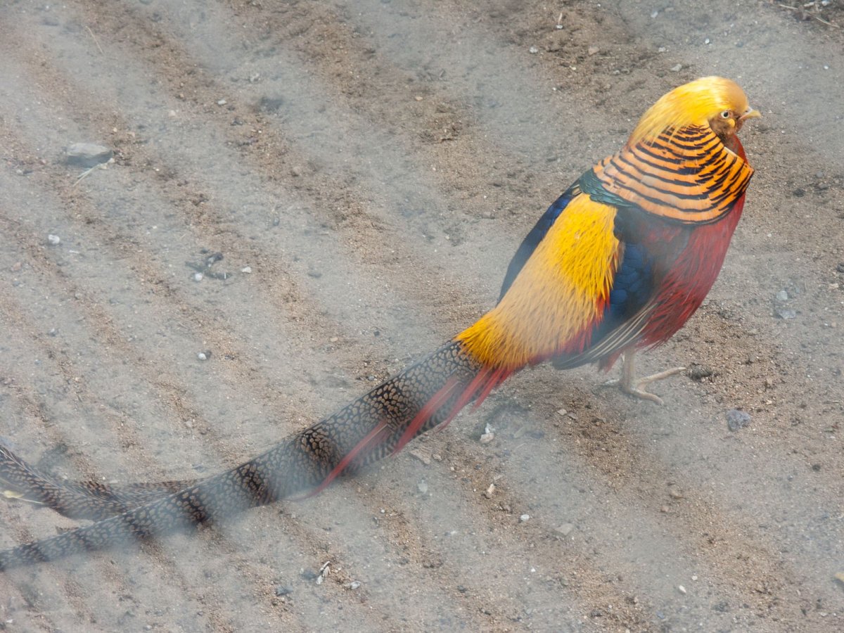 Цицака птица