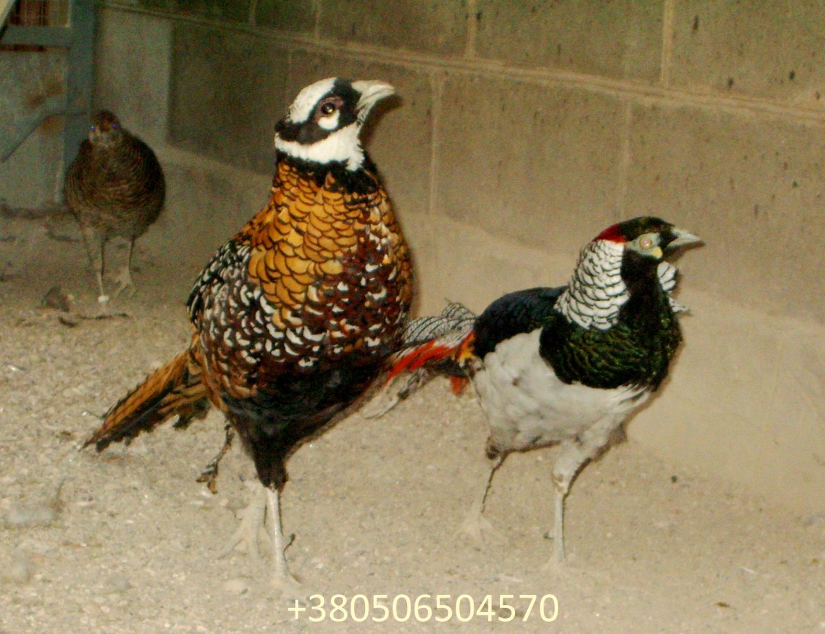 Клинохвостый фазан