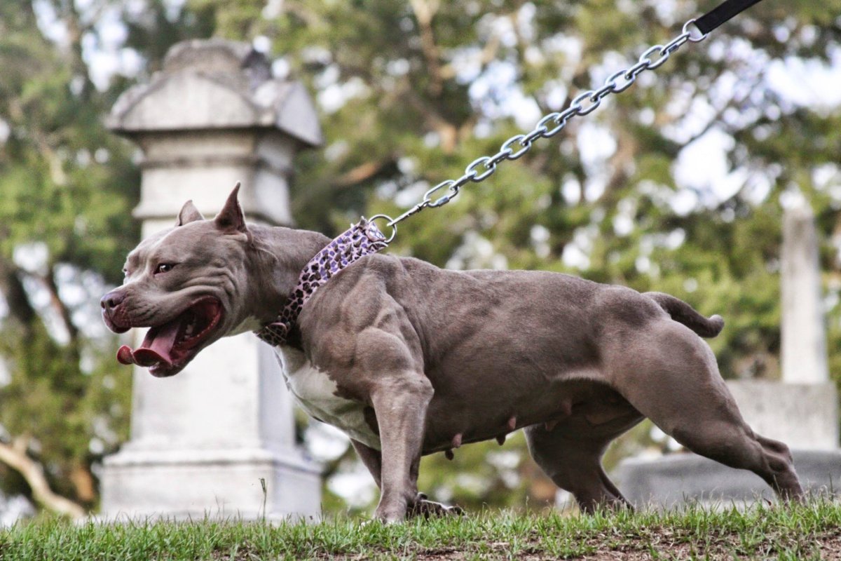 Собака миостатин Стаффорд