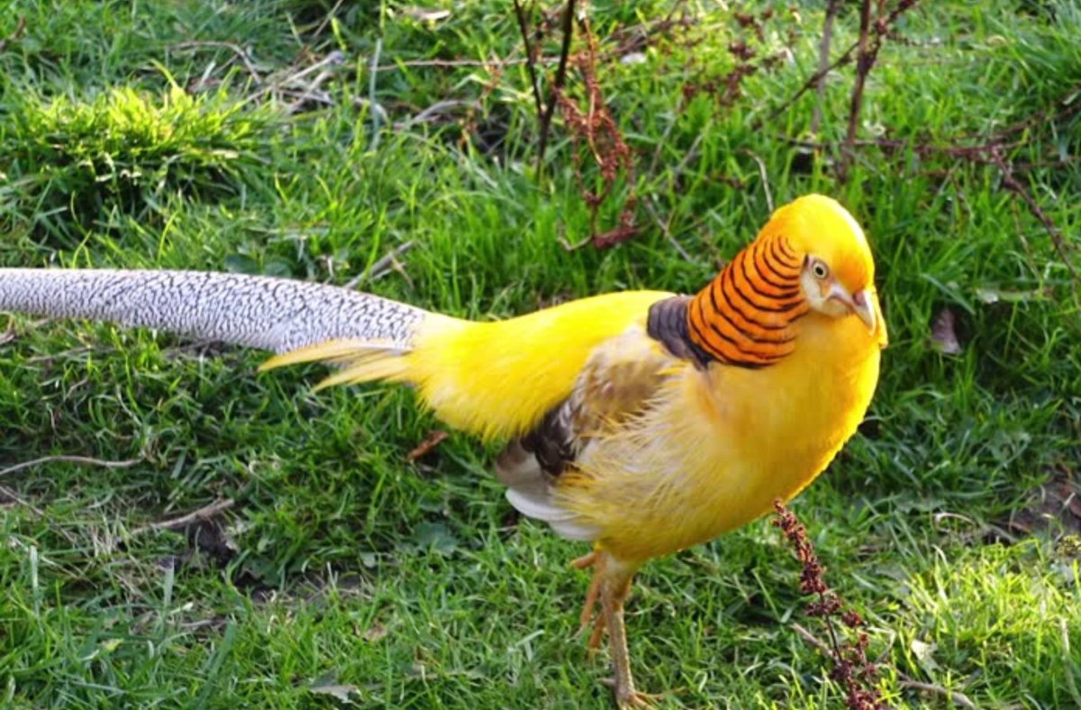 Золотоголовый фазан