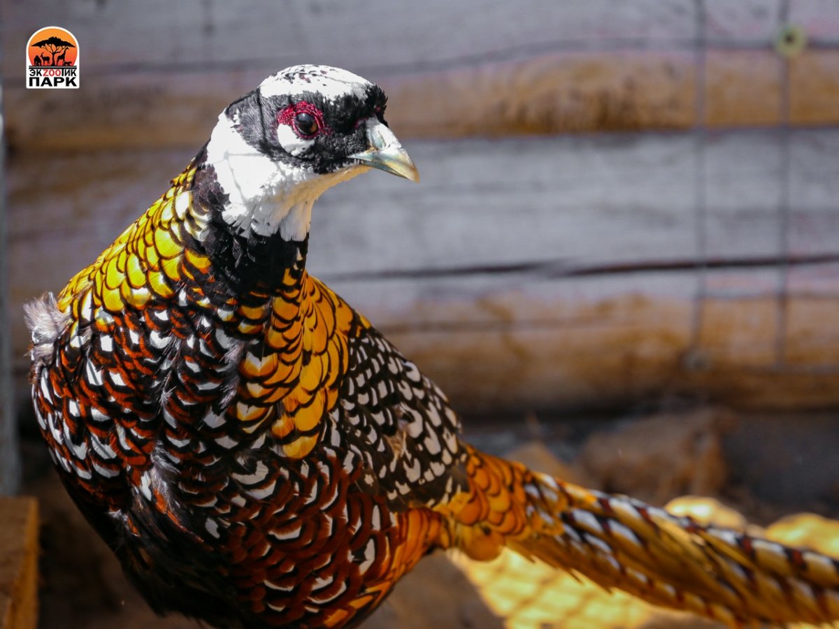 Межвидовые гибриды фазанов