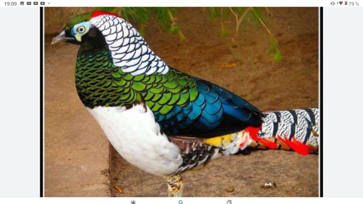 2 Ранг золотой фазан Китай