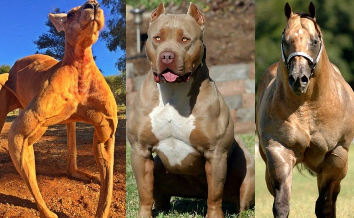 Питбуль против волкодава