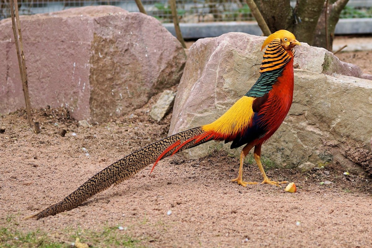 Reeves's Pheasant