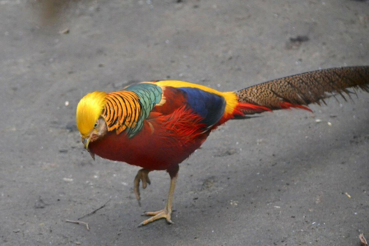 Фазан домашний фото