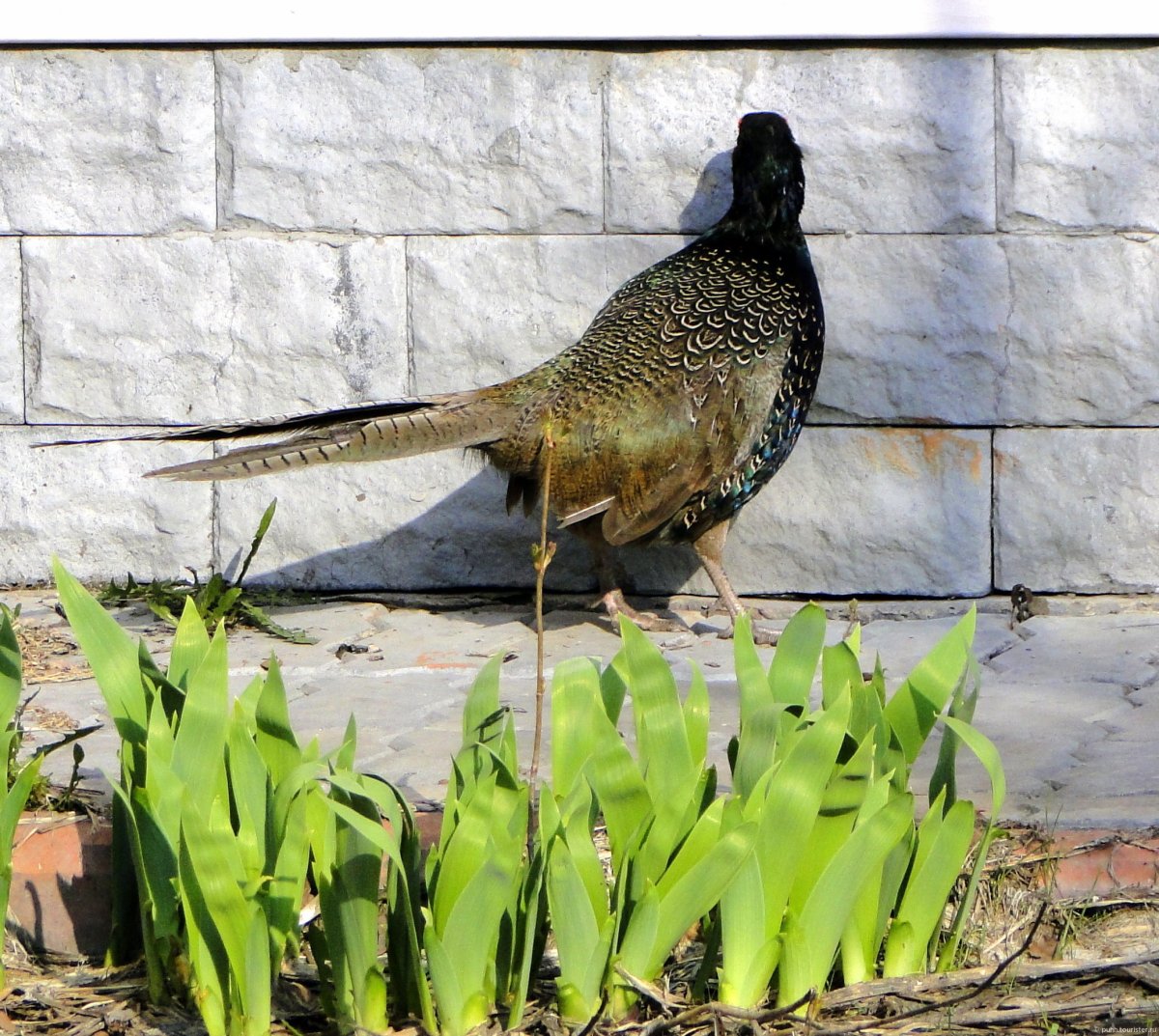 Фазаны крысы птицы дом