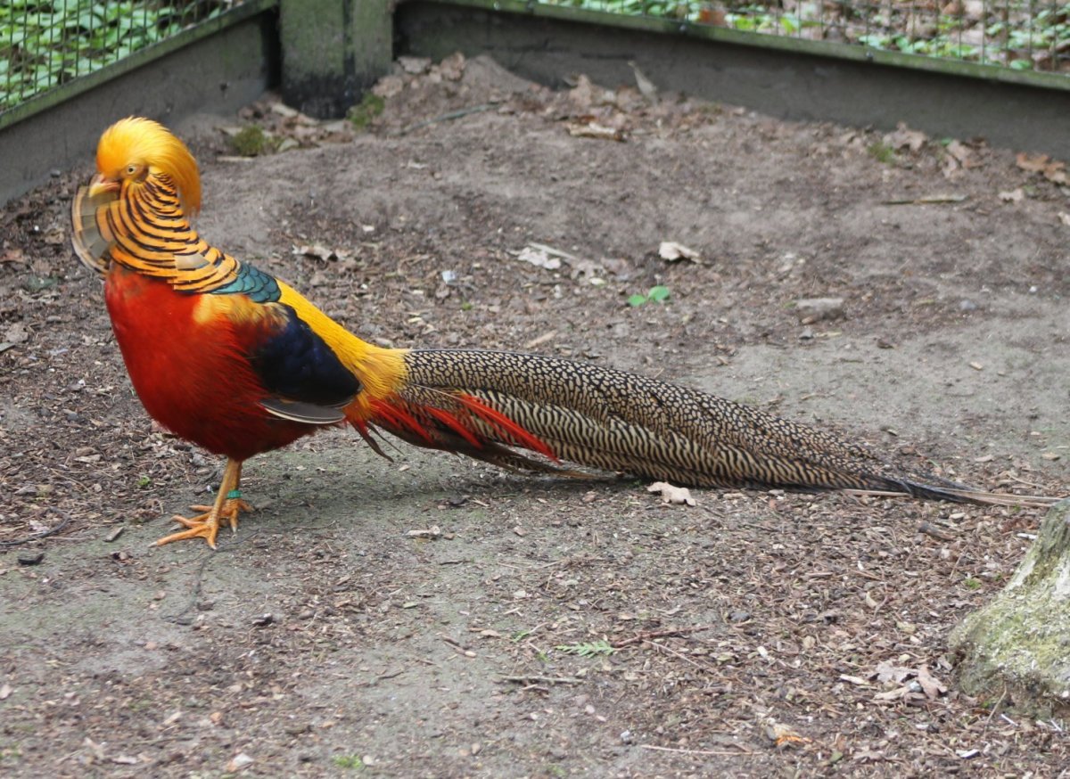 Золотой Королевский фазан