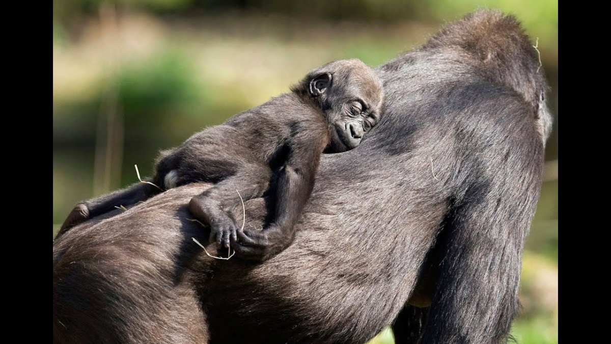 Обезьяна с детенышем на спине