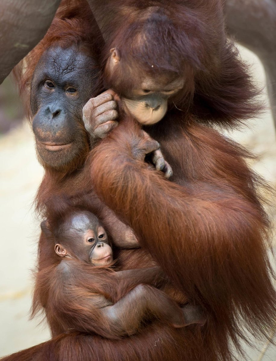 Мать мартышка