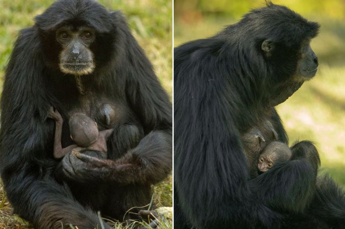 Беременная обезьяна фото