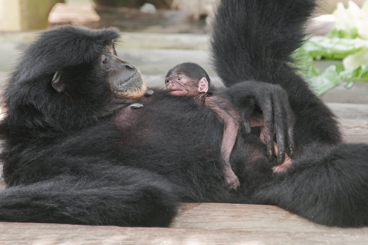 Обезьяна с детенышем на руках