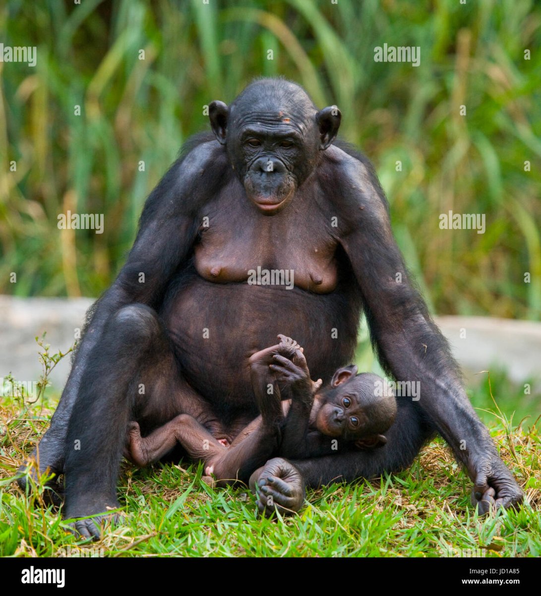 Самки обезьян бонобо