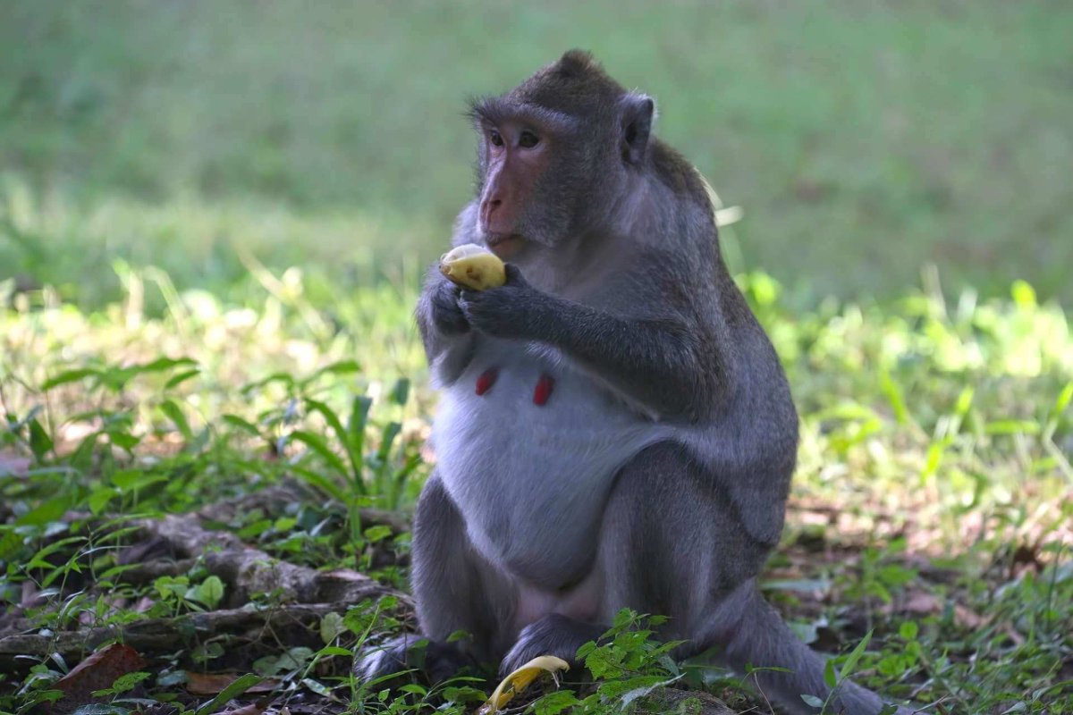 Беременная мартышка